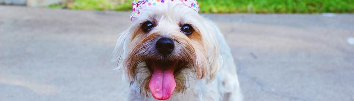 Vrijgezellenfeest stappenplan